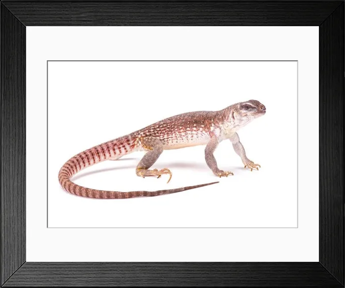 Framed Print : Desert iguana (Dipsosaurus dorsalis) Framed Print : Desert iguana (Dipsosaurus dorsalis)