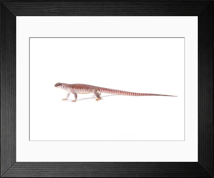 Framed Print : Desert iguana (Dipsosaurus dorsalis) Framed Print : Desert iguana (Dipsosaurus dorsalis)