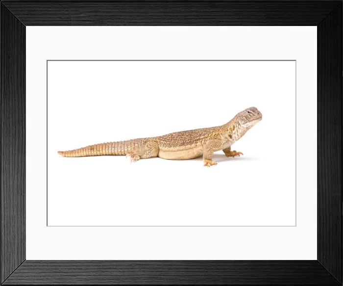 Framed Print : Indian spiny-tailed lizard (Saara hardwickii) Framed Print : Indian spiny-tailed lizard (Saara hardwickii)