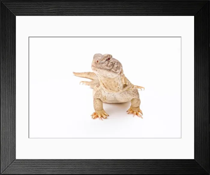 Framed Print : Indian spiny-tailed lizard (Saara hardwickii) Framed Print : Indian spiny-tailed lizard (Saara hardwickii)