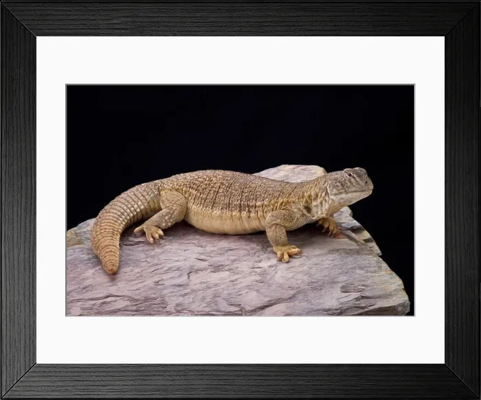 Framed Print : Indian spiny-tailed lizard (Saara hardwickii) Framed Print : Indian spiny-tailed lizard (Saara hardwickii)