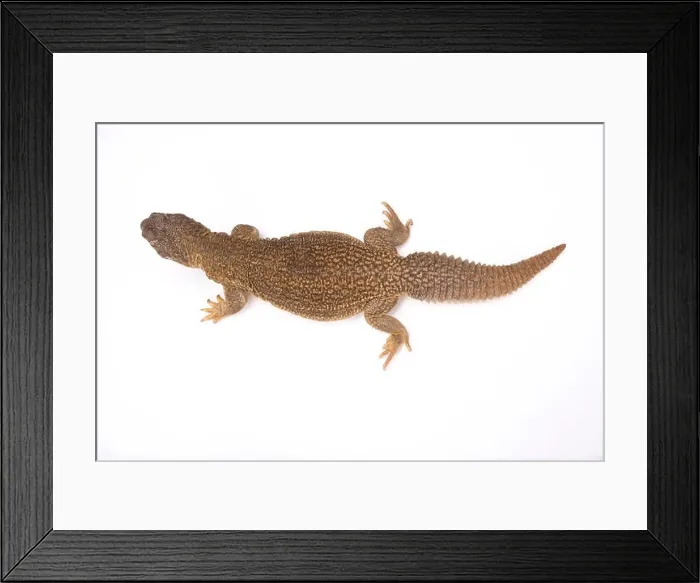 Framed Print : Indian spiny-tailed lizard (Saara hardwickii) Framed Print : Indian spiny-tailed lizard (Saara hardwickii)