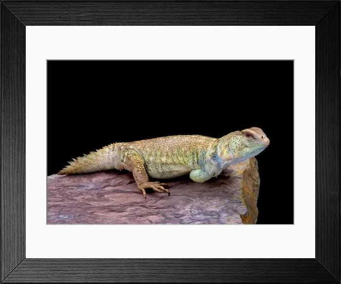 Framed Print : Princely spiny-tailed lizard (Uromastyx princeps) Framed Print : Princely spiny-tailed lizard (Uromastyx princeps)