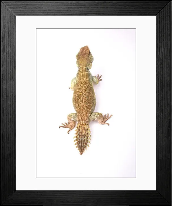 Framed Print : Princely spiny-tailed lizard (Uromastyx princeps) Framed Print : Princely spiny-tailed lizard (Uromastyx princeps)