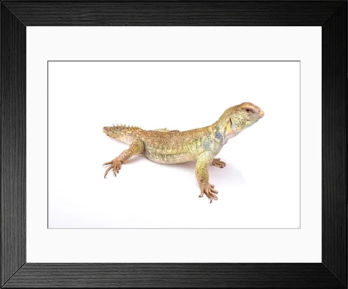 Framed Print : Princely spiny-tailed lizard (Uromastyx princeps) Framed Print : Princely spiny-tailed lizard (Uromastyx princeps)