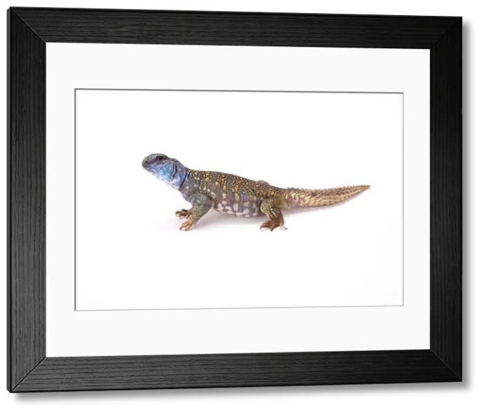 Framed Print : Macfadyen's Mastigure (Uromastyx macfadyeni) Framed Print : Macfadyen's Mastigure (Uromastyx macfadyeni)