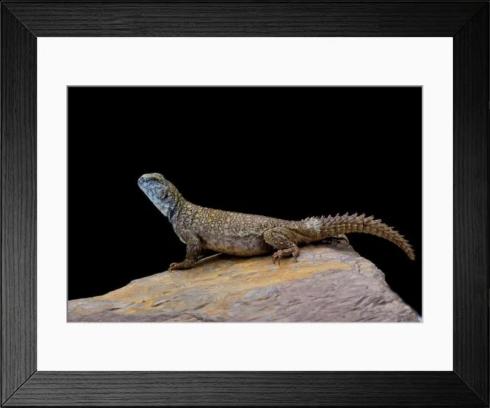 Framed Print : Macfadyen's Mastigure (Uromastyx macfadyeni) Framed Print : Macfadyen's Mastigure (Uromastyx macfadyeni)