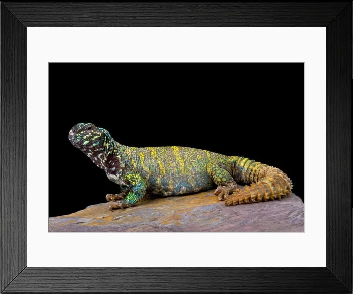 Framed Print : Ornate spiny-tailed lizard (Uromastyx ornata ornata) Framed Print : Ornate spiny-tailed lizard (Uromastyx ornata ornata)