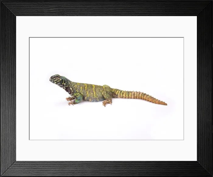 Framed Print : Ornate spiny-tailed lizard (Uromastyx ornata ornata) Framed Print : Ornate spiny-tailed lizard (Uromastyx ornata ornata)
