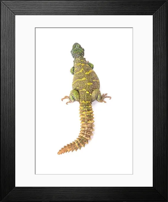 Framed Print : Ornate spiny-tailed lizard (Uromastyx ornata ornata) Framed Print : Ornate spiny-tailed lizard (Uromastyx ornata ornata)