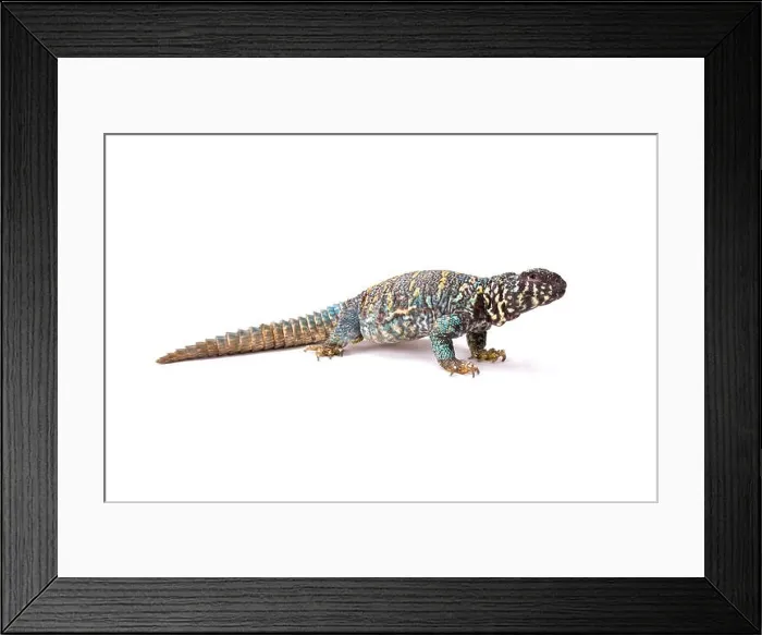 Framed Print : Ornate spiny-tailed lizard (Uromastyx ornata ornata)
