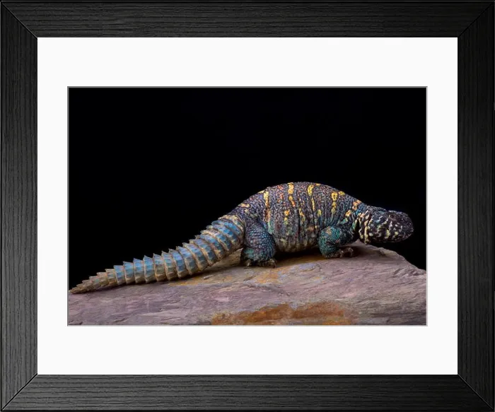 Framed Print : Ornate spiny-tailed lizard (Uromastyx ornata ornata) Framed Print : Ornate spiny-tailed lizard (Uromastyx ornata ornata)