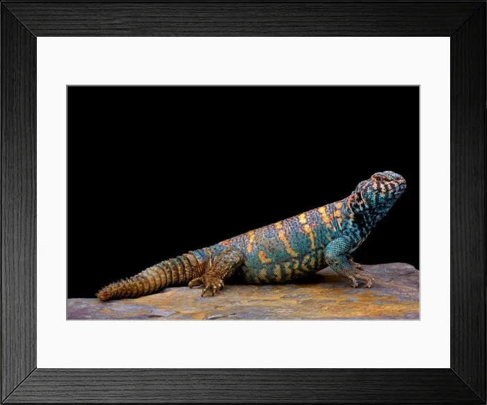 Framed Print : Ornate spiny-tailed lizard (Uromastyx ornata ornata) Framed Print : Ornate spiny-tailed lizard (Uromastyx ornata ornata)