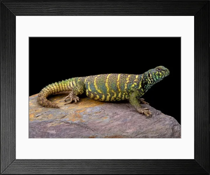 Framed Print : Ornate spiny-tailed lizard (Uromastyx ornata ornata) Framed Print : Ornate spiny-tailed lizard (Uromastyx ornata ornata)