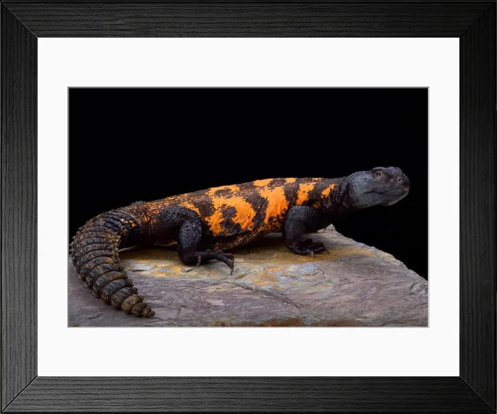 Framed Print : South Saharan spiny-tailed lizard (Uromastyx flavifasciata) Framed Print : South Saharan spiny-tailed lizard (Uromastyx flavifasciata)