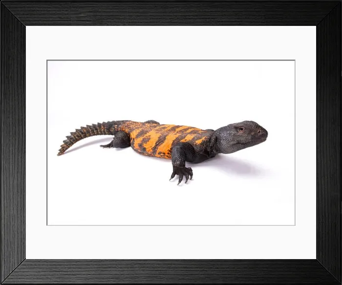Framed Print : South Saharan spiny-tailed lizard (Uromastyx flavifasciata) Framed Print : South Saharan spiny-tailed lizard (Uromastyx flavifasciata)
