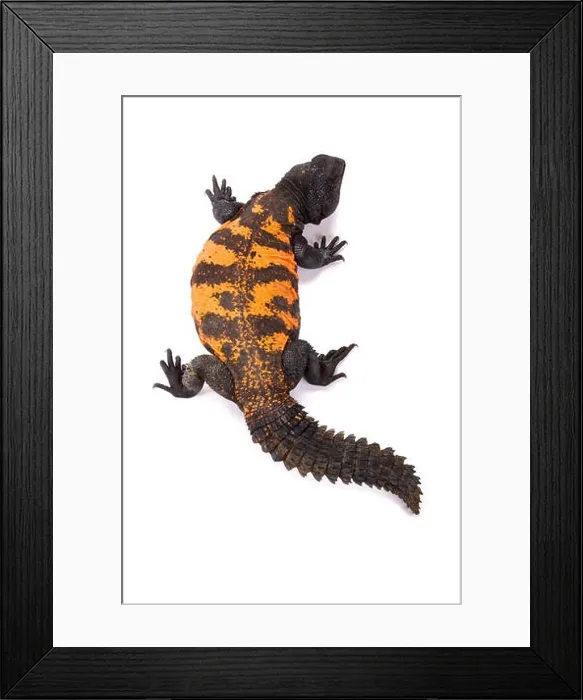 Framed Print : South Saharan spiny-tailed lizard (Uromastyx flavifasciata) Framed Print : South Saharan spiny-tailed lizard (Uromastyx flavifasciata)