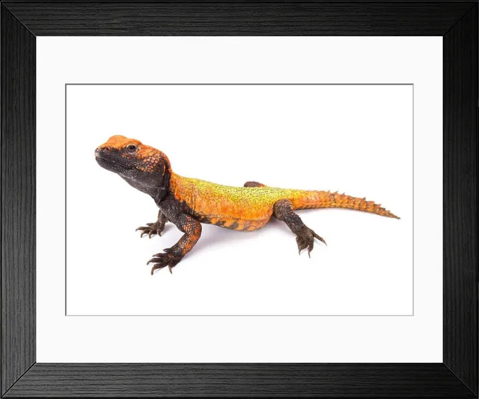 Framed Print : North African Spiny-tailed Lizard (Uromastyx acanthinura) Framed Print : North African Spiny-tailed Lizard (Uromastyx acanthinura)