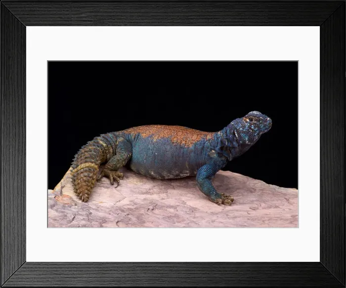 Framed Print : Arabian blue mastigure (Uromastyx ornata philbyi) Framed Print : Arabian blue mastigure (Uromastyx ornata philbyi)