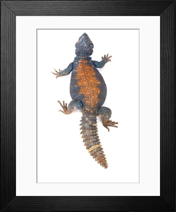 Framed Print : Arabian blue mastigure (Uromastyx ornata philbyi) Framed Print : Arabian blue mastigure (Uromastyx ornata philbyi)