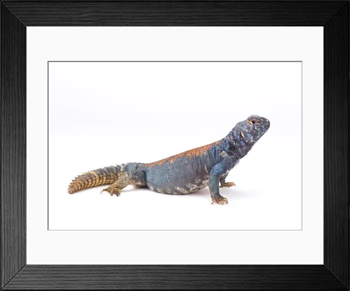 Framed Print : Arabian blue mastigure (Uromastyx ornata philbyi), Yemen Framed Print : Arabian blue mastigure (Uromastyx ornata philbyi), Yemen