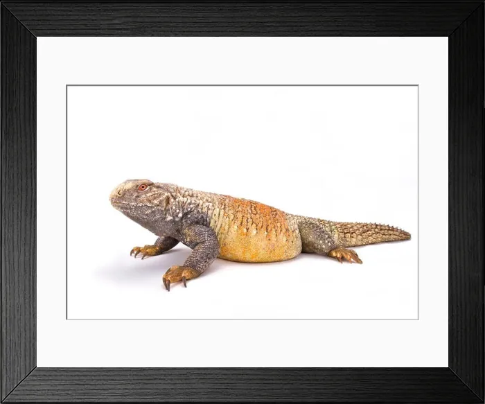 Framed Print : Iraqi spiny-tailed lizard (Saara loricata) Framed Print : Iraqi spiny-tailed lizard (Saara loricata)