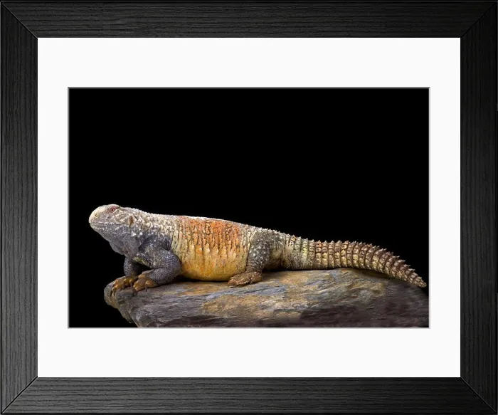 Framed Print : Iraqi spiny-tailed lizard (Saara loricata) Framed Print : Iraqi spiny-tailed lizard (Saara loricata)