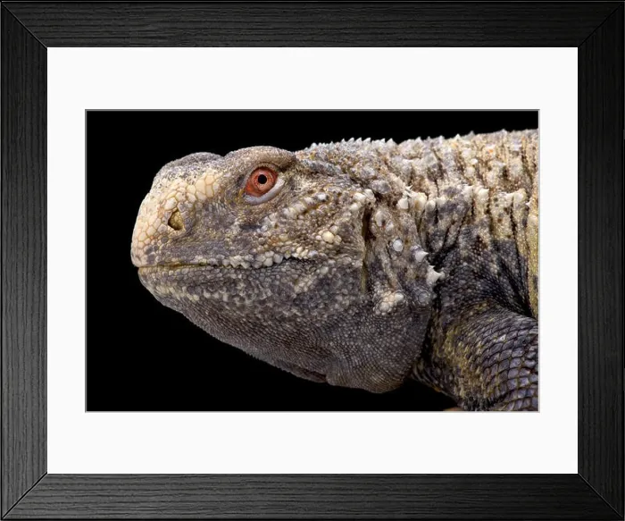 Framed Print : Iraqi spiny-tailed lizard (Saara loricata) Framed Print : Iraqi spiny-tailed lizard (Saara loricata)