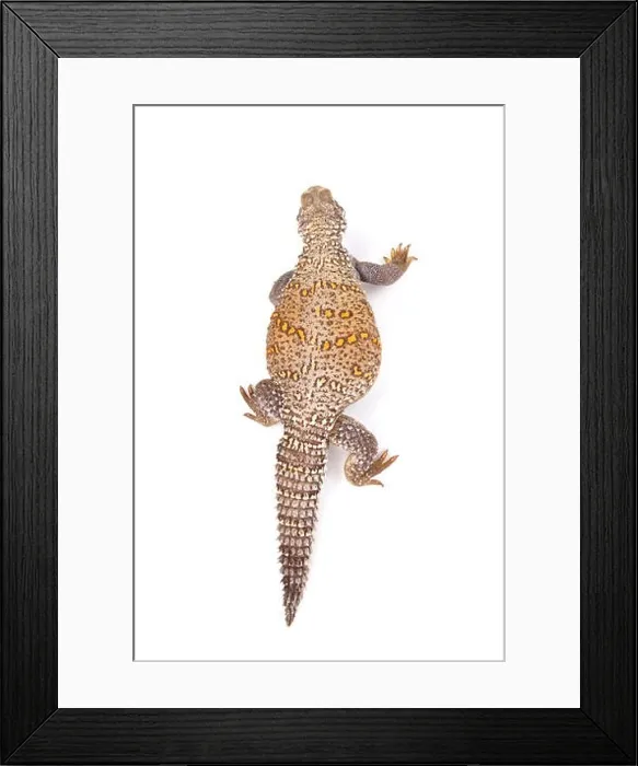 Framed Print : Iraqi spiny-tailed lizard (Saara loricata) Framed Print : Iraqi spiny-tailed lizard (Saara loricata)