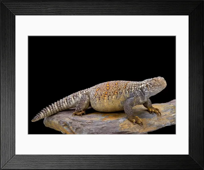 Framed Print : Iraqi spiny-tailed lizard (Saara loricata)