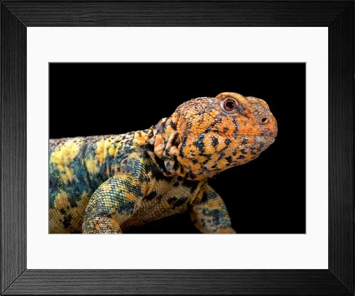 Framed Print : South Arabian Spiny-tailed Lizard (Uromastyx yemenensis) Framed Print : South Arabian Spiny-tailed Lizard (Uromastyx yemenensis)