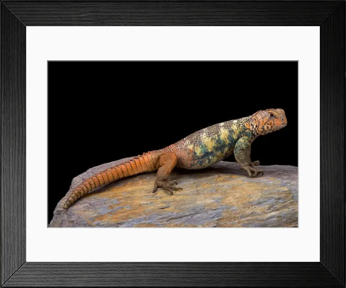 Framed Print : South Arabian Spiny-tailed Lizard (Uromastyx yemenensis) Framed Print : South Arabian Spiny-tailed Lizard (Uromastyx yemenensis)