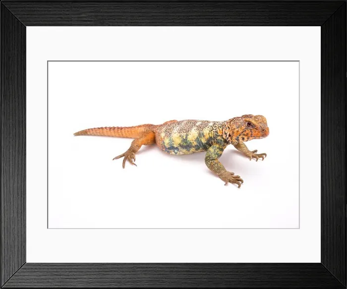 Framed Print : South Arabian Spiny-tailed Lizard (Uromastyx yemenensis) Yemen Framed Print : South Arabian Spiny-tailed Lizard (Uromastyx yemenensis) Yemen