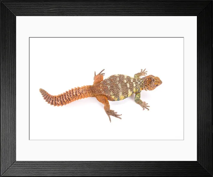 Framed Print : South Arabian Spiny-tailed Lizard (Uromastyx yemenensis) Framed Print : South Arabian Spiny-tailed Lizard (Uromastyx yemenensis)