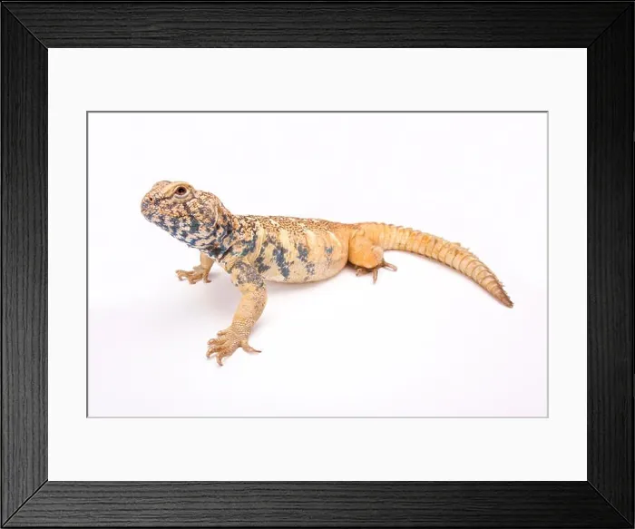 Framed Print : South Arabian Spiny-tailed Lizard (Uromastyx yemenensis) Framed Print : South Arabian Spiny-tailed Lizard (Uromastyx yemenensis)