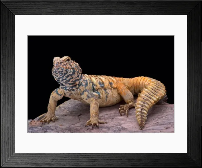 Framed Print : South Arabian Spiny-tailed Lizard (Uromastyx yemenensis) Framed Print : South Arabian Spiny-tailed Lizard (Uromastyx yemenensis)