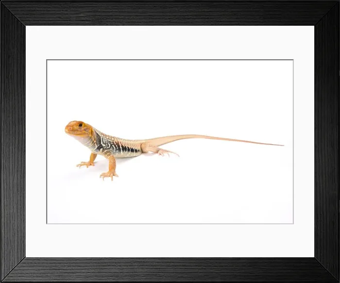 Framed Print : Giant butterfly lizard (Leiolepis guttata), Vietnam Framed Print : Giant butterfly lizard (Leiolepis guttata), Vietnam