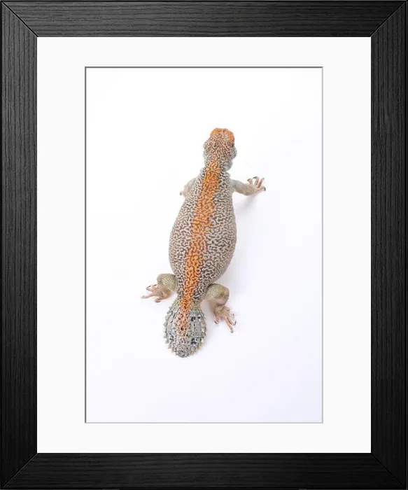 Framed Print : Omani spiny-tailed lizard (Uromastyx thomasi) Framed Print : Omani spiny-tailed lizard (Uromastyx thomasi)