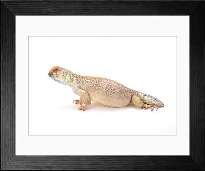 Framed Print : Omani spiny-tailed lizard (Uromastyx thomasi) Framed Print : Omani spiny-tailed lizard (Uromastyx thomasi)