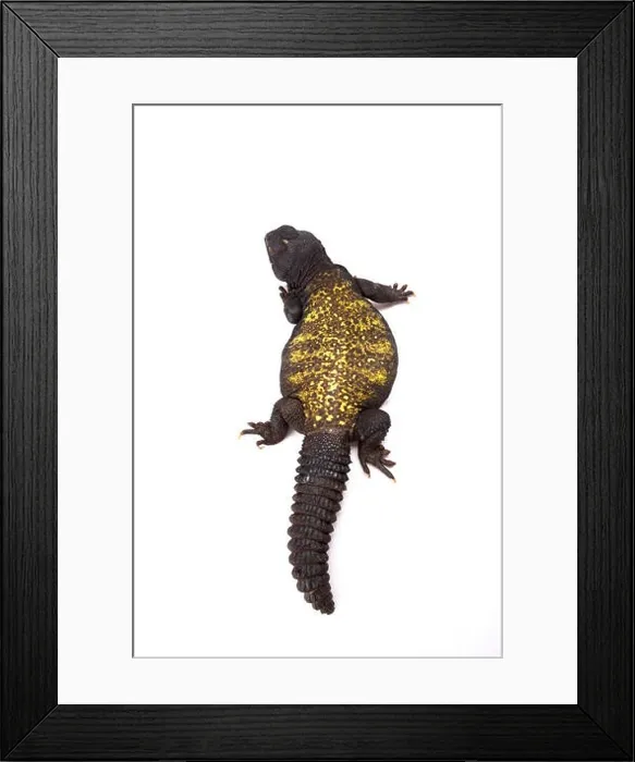 Framed Print : Mali mastigure (Uromastyx maliensis) Framed Print : Mali mastigure (Uromastyx maliensis)