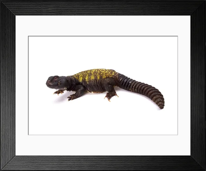 Framed Print : Uromastyx maliensis, Mali uromastyx, Mali