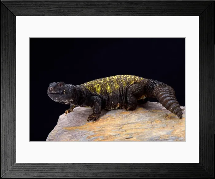 Framed Print : Mali mastigure (Uromastyx maliensis) Framed Print : Mali mastigure (Uromastyx maliensis)