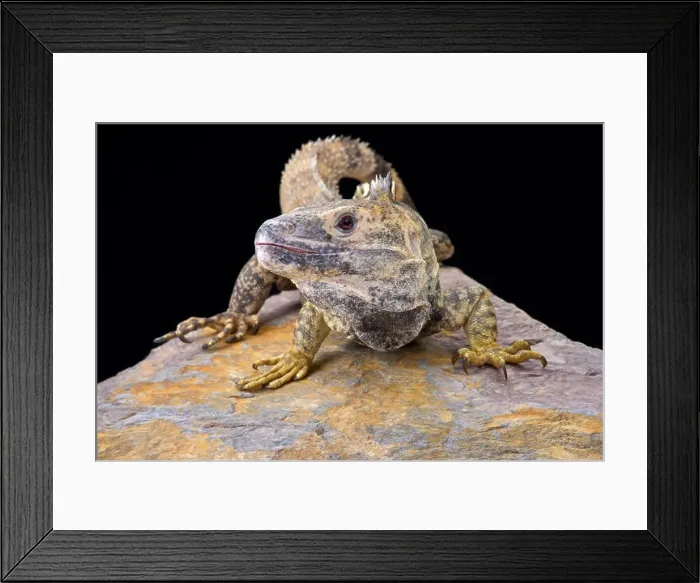 Framed Print : Mexican spiny-tailed iguana (Ctenosaura pectinata)