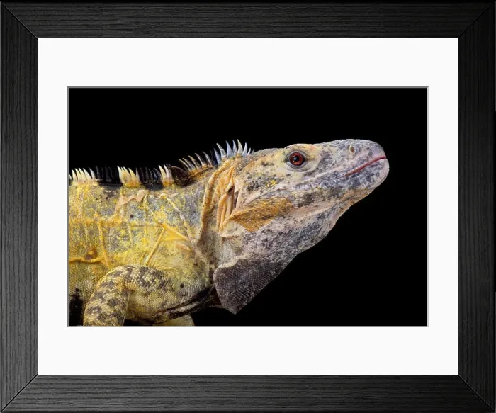 Framed Print : Mexican spiny-tailed iguana (Ctenosaura pectinata)