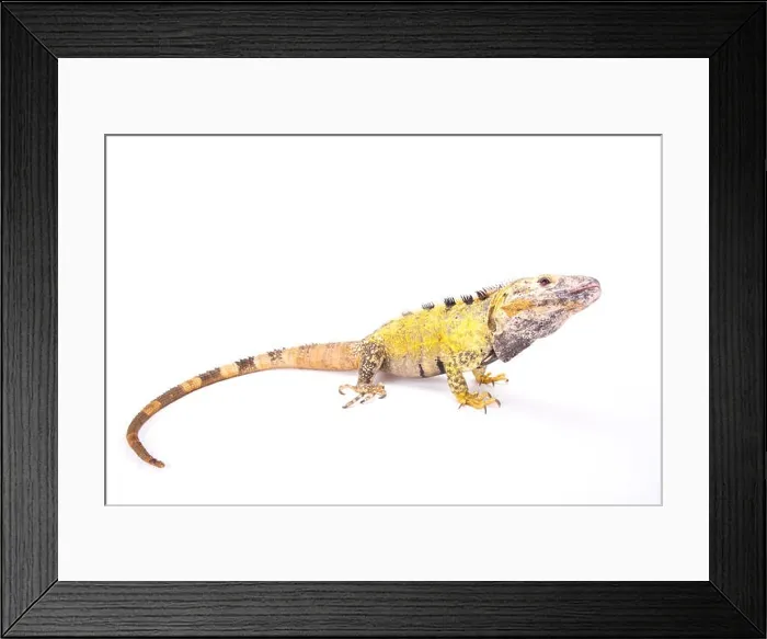 Framed Print : Mexican spiny-tailed iguana (Ctenosaura pectinata) Framed Print : Mexican spiny-tailed iguana (Ctenosaura pectinata)