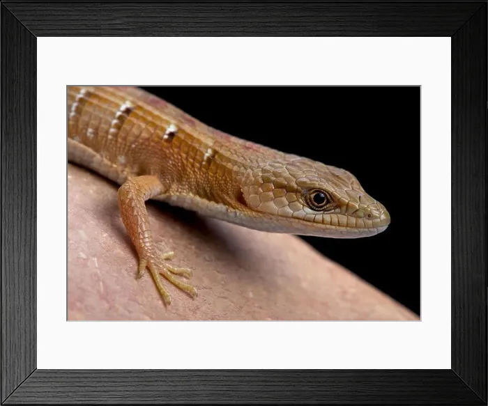 Framed Print : Southern alligator lizard (Elgaria multicarinata) Framed Print : Southern alligator lizard (Elgaria multicarinata)