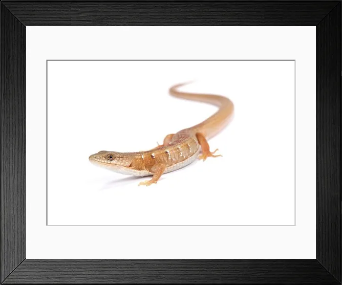 Framed Print : Southern alligator lizard (Elgaria multicarinata) Framed Print : Southern alligator lizard (Elgaria multicarinata)