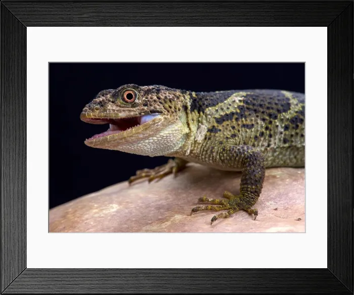 Framed Print : Newman's knob-scaled lizard (Xenosaurus newmanorum), Xilita, Mexico Framed Print : Newman's knob-scaled lizard (Xenosaurus newmanorum), Xilita, Mexico