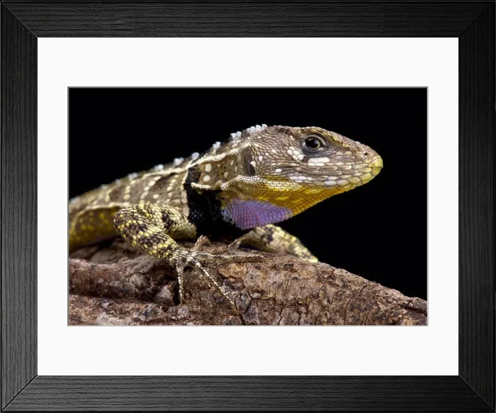 Framed Print : Peruvian purple throated lizard (Stenocercus imitator) Framed Print : Peruvian purple throated lizard (Stenocercus imitator)