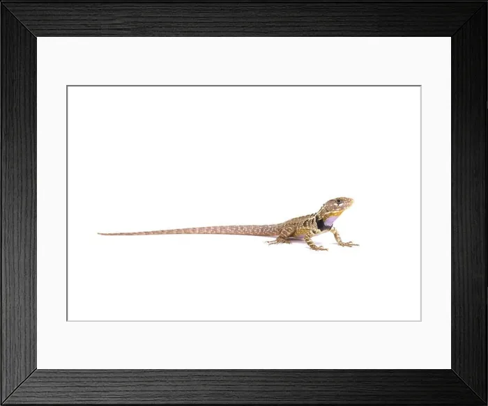 Framed Print : Peruvian purple throated lizard (Stenocercus imitator) Framed Print : Peruvian purple throated lizard (Stenocercus imitator)